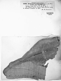 Polyporus inzengae image